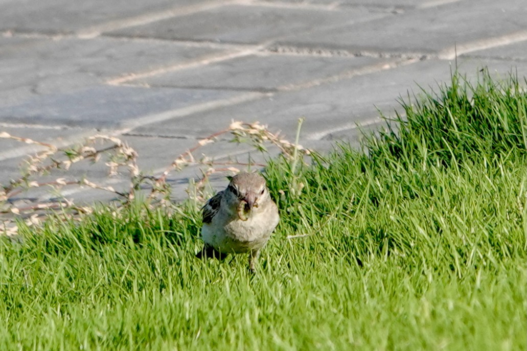 House Sparrow - ML645494955