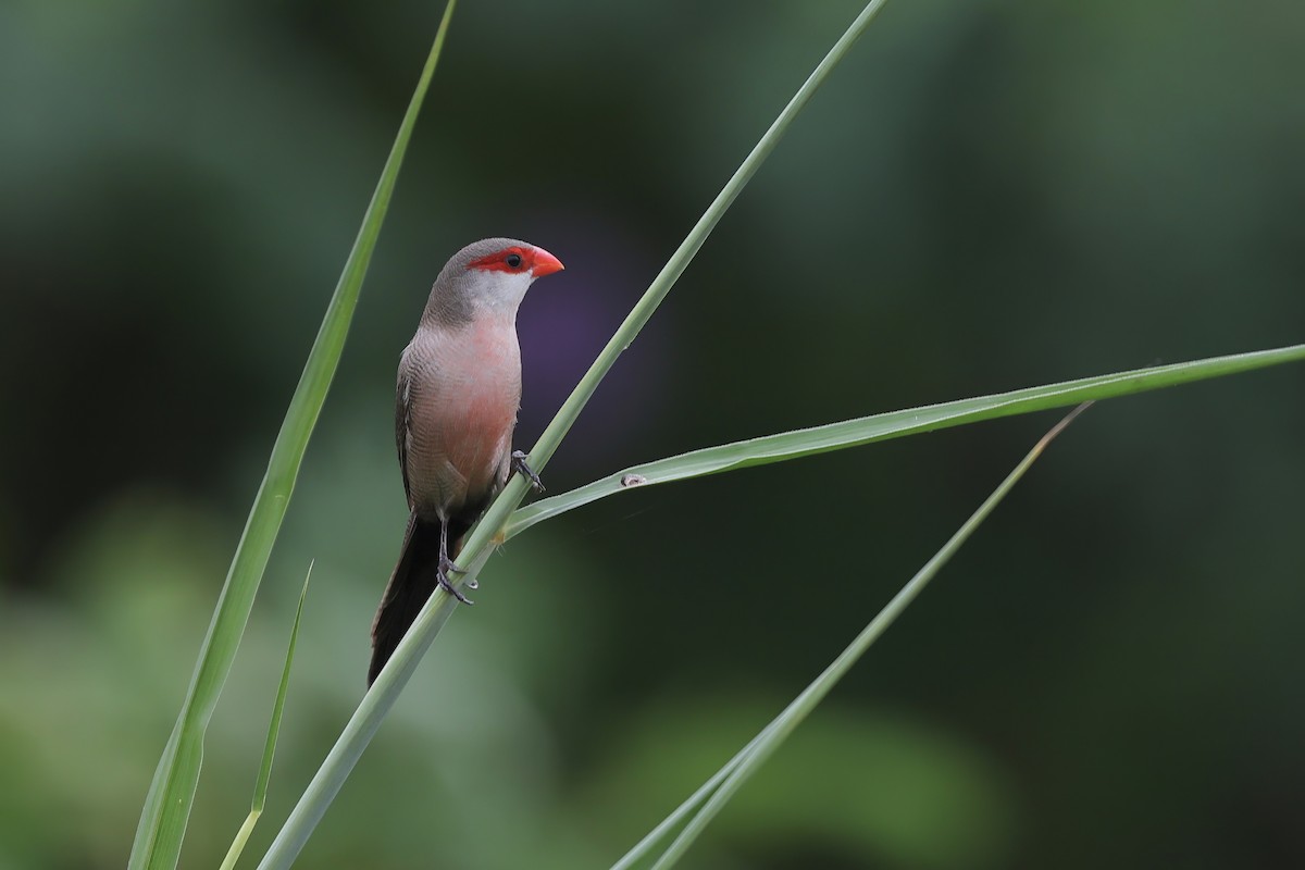 Common Waxbill - ML645494956