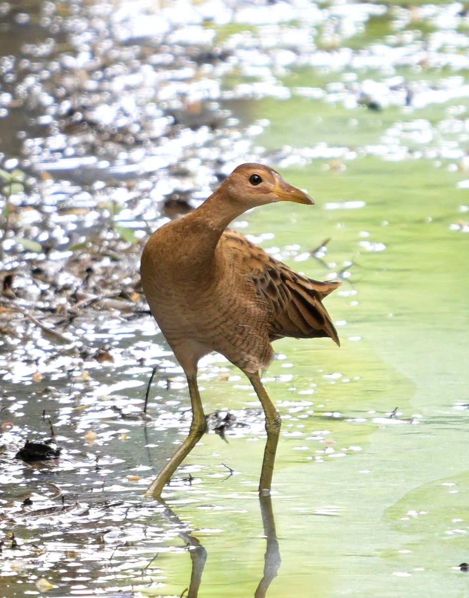 Râle à crête - ML645494957