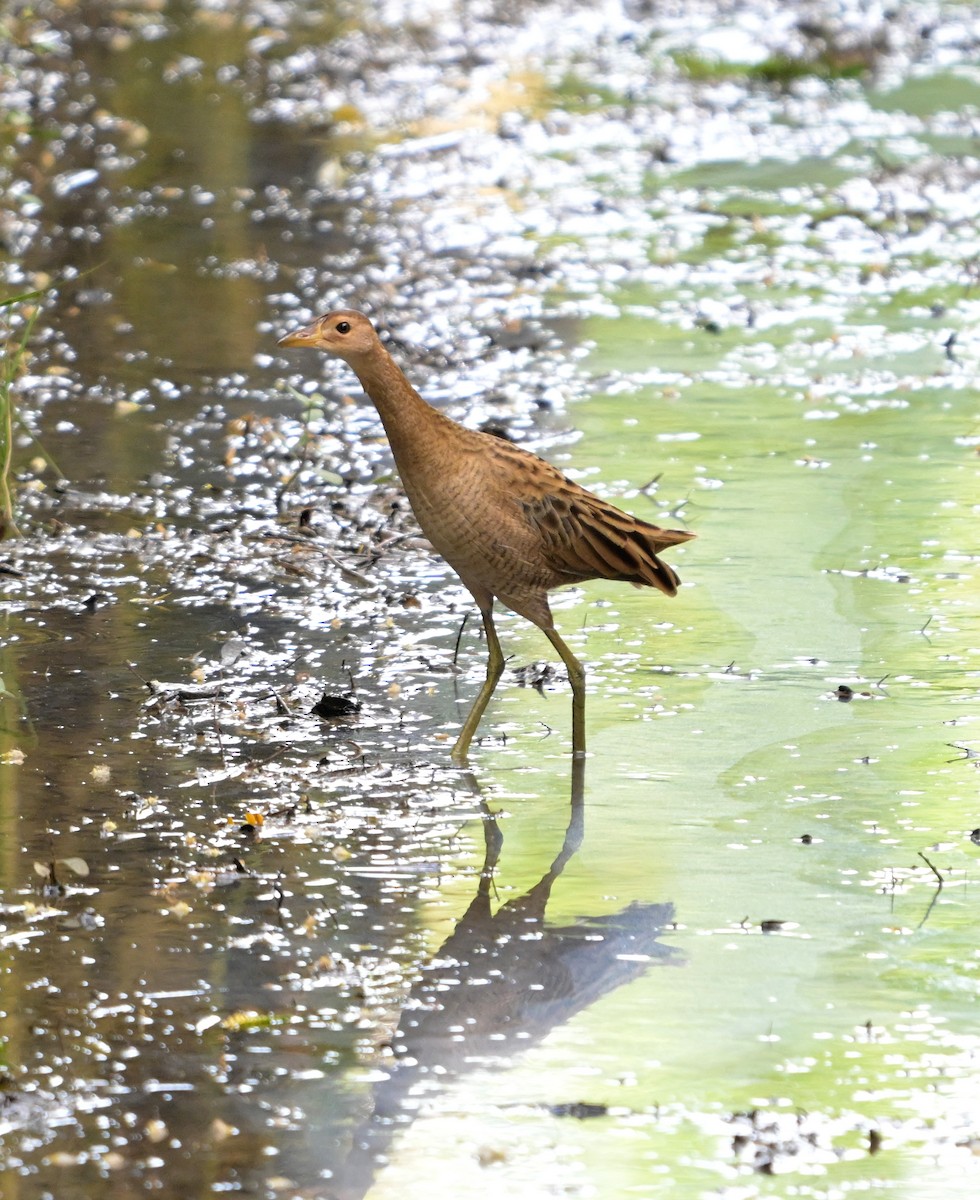 Râle à crête - ML645494958