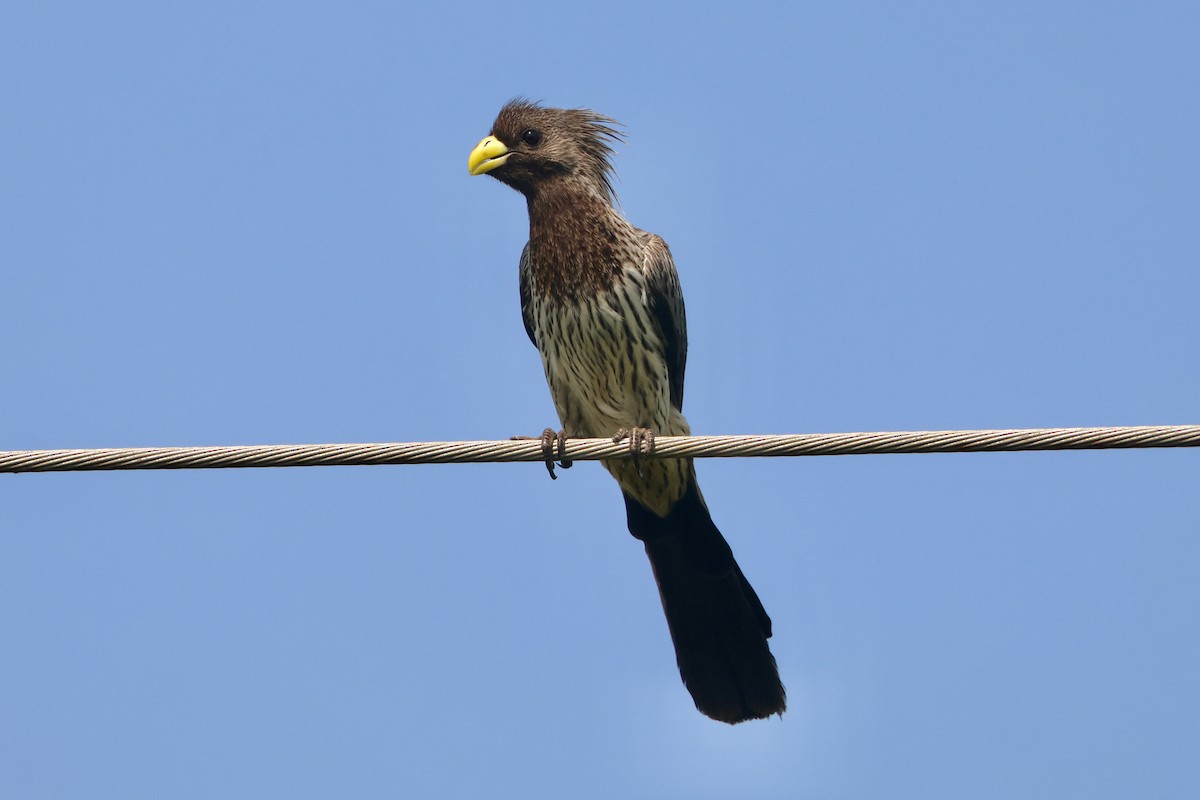 ハイイロエボシドリ - ML645494959