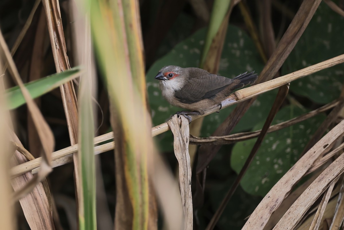 Common Waxbill - ML645494960