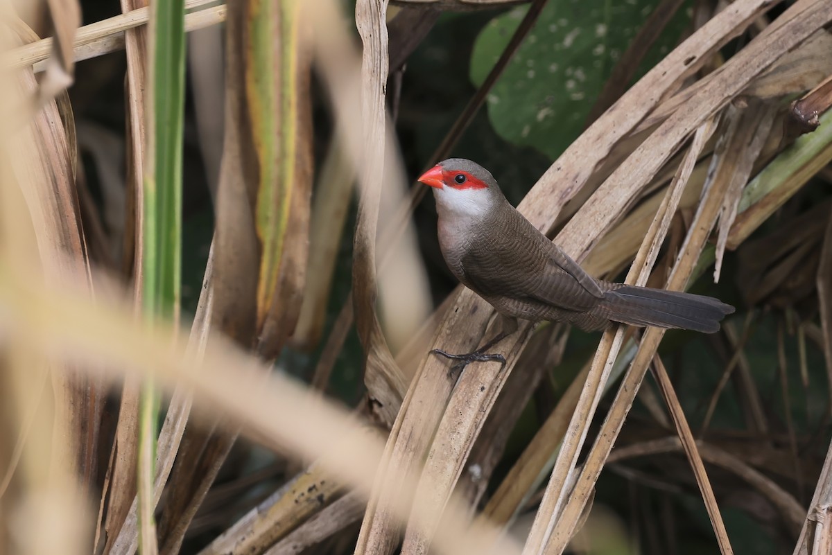 オナガカエデチョウ - ML645494962