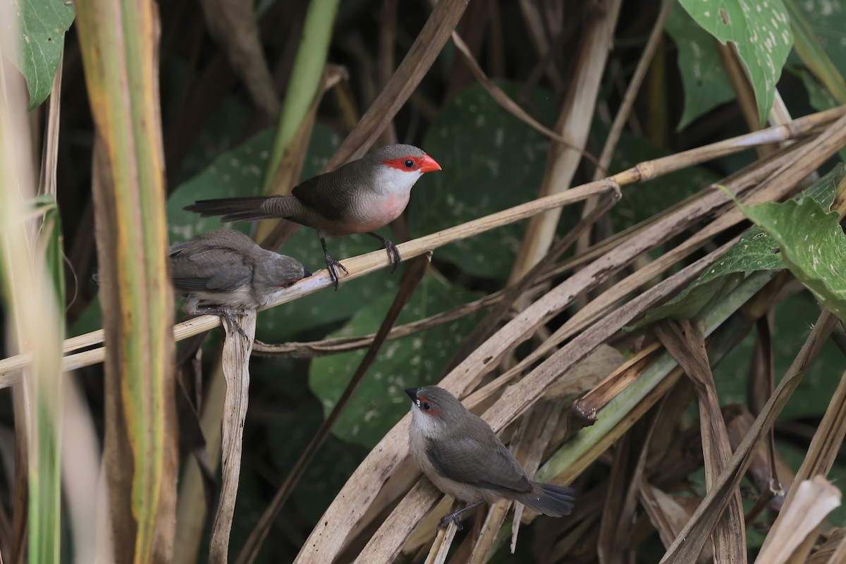 オナガカエデチョウ - ML645494967