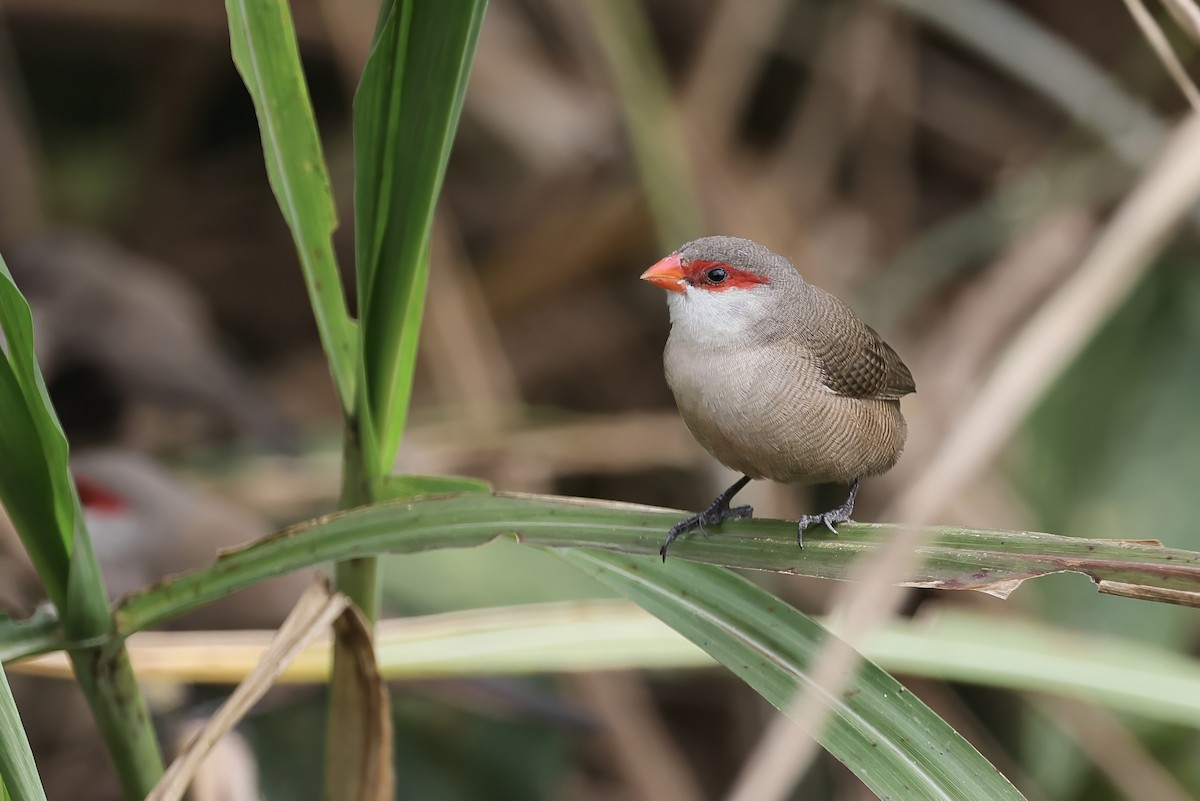 オナガカエデチョウ - ML645494969