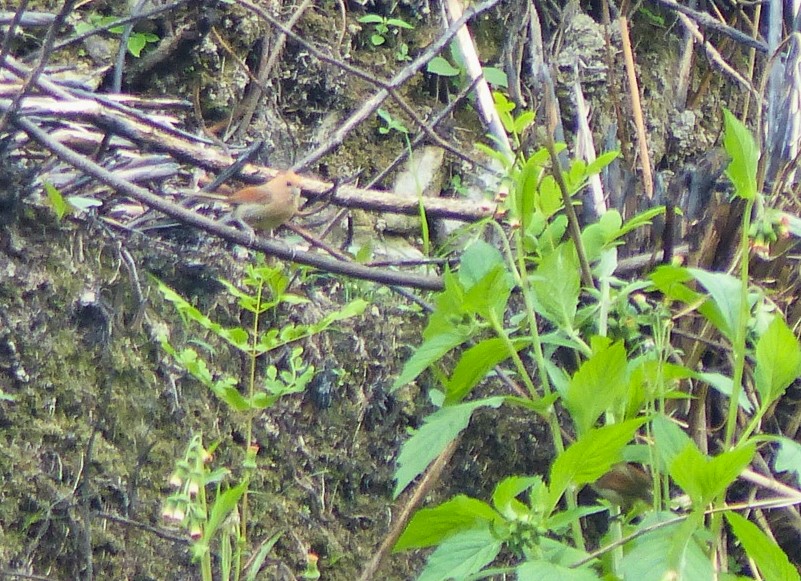 ダルマエナガ - ML645494970