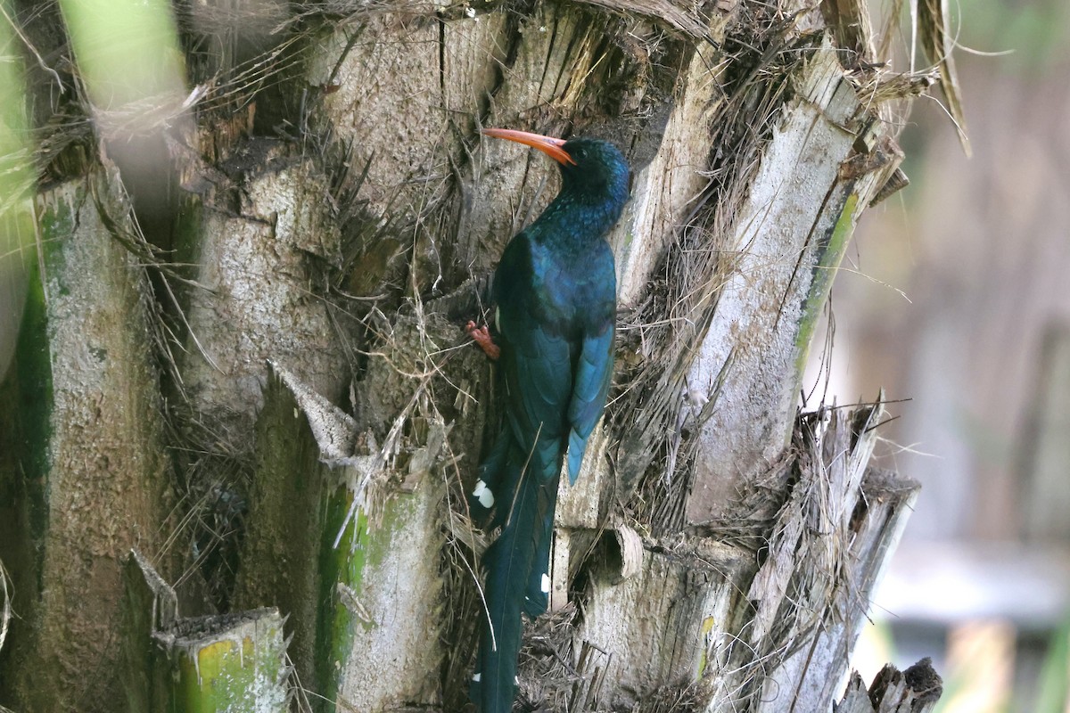 ミドリモリヤツガシラ - ML645494971