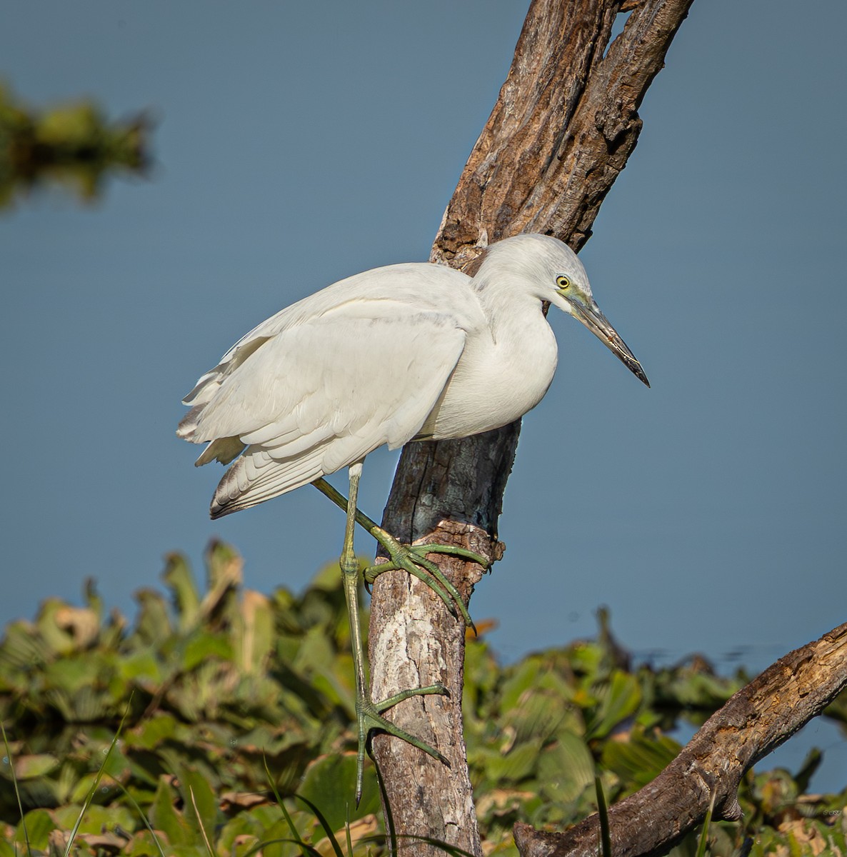 ヒメアカクロサギ - ML645494972