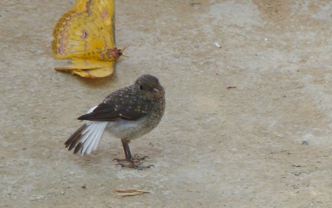 カワビタキ - ML645494973