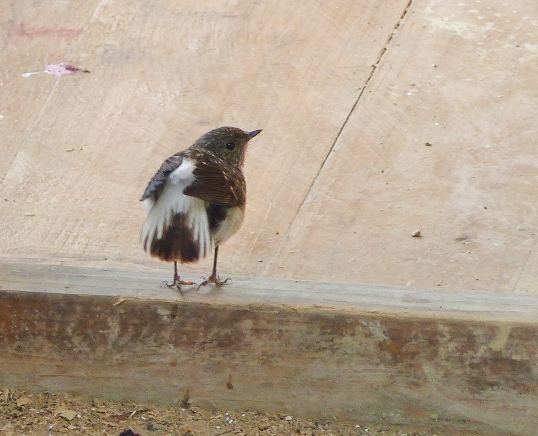 カワビタキ - ML645494974