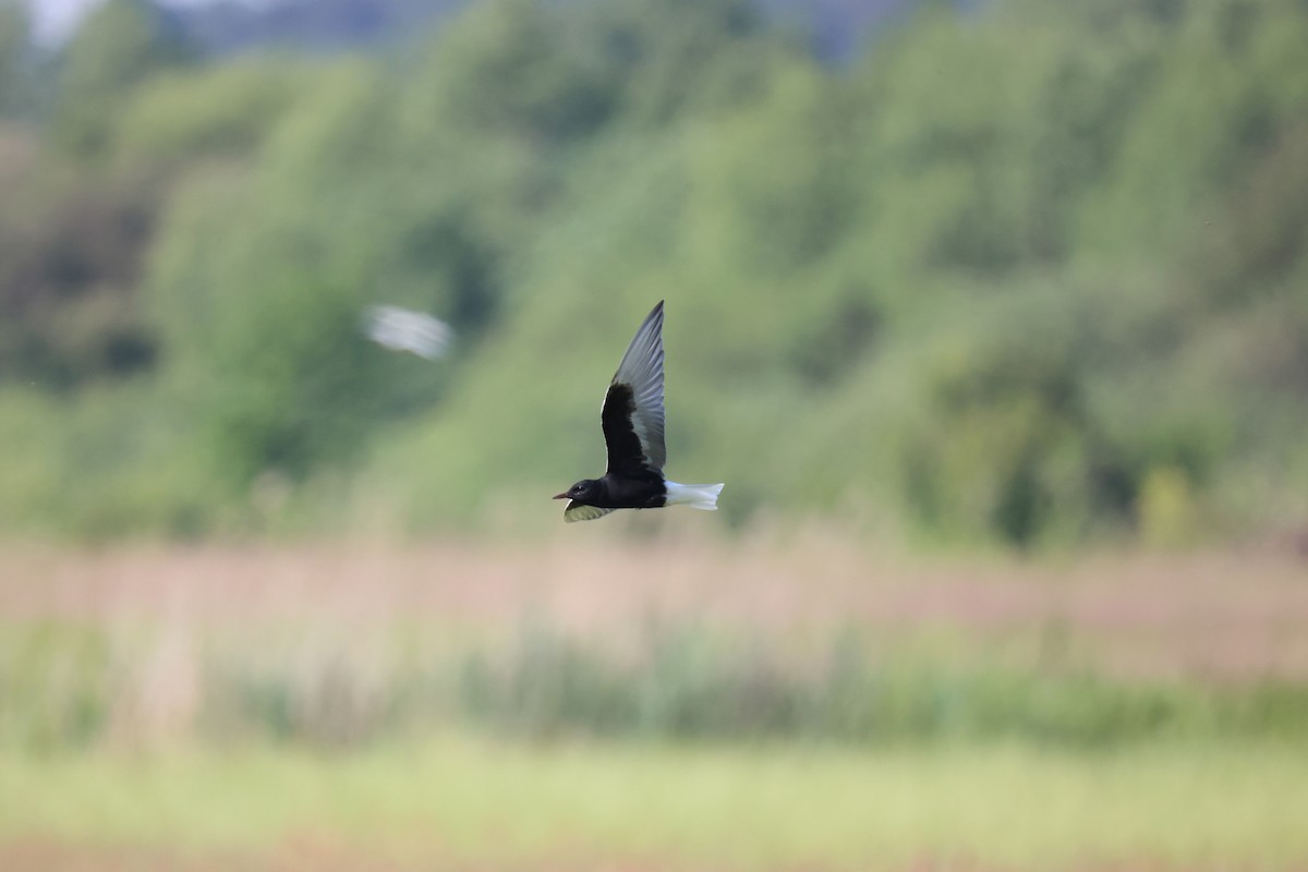 ハジロクロハラアジサシ - ML645494978