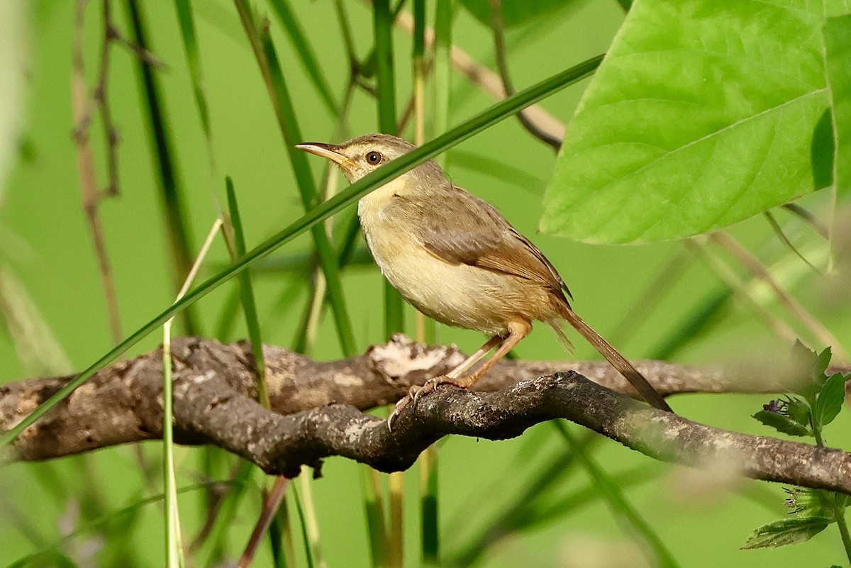 マミハウチワドリ - ML645494979