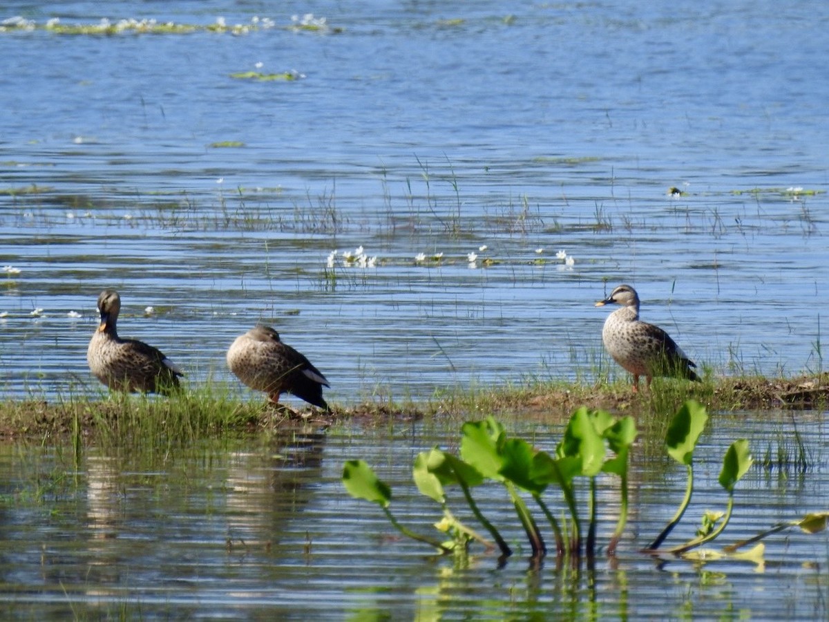 アカボシカルガモ - ML645494980