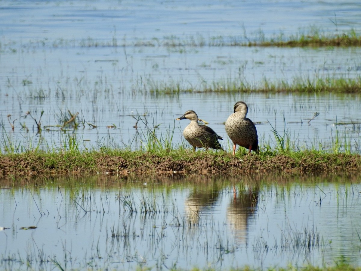 アカボシカルガモ - ML645494981