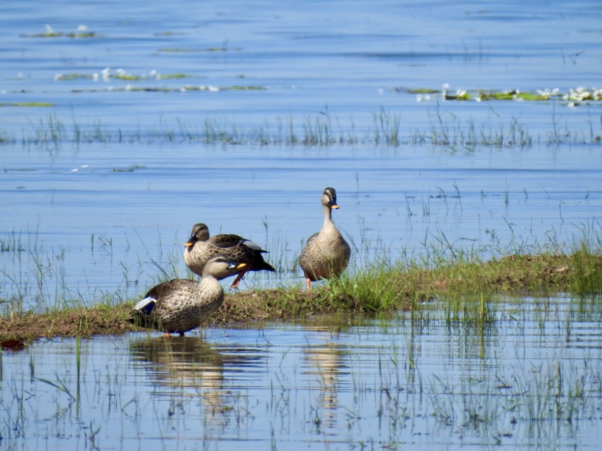 アカボシカルガモ - ML645494982