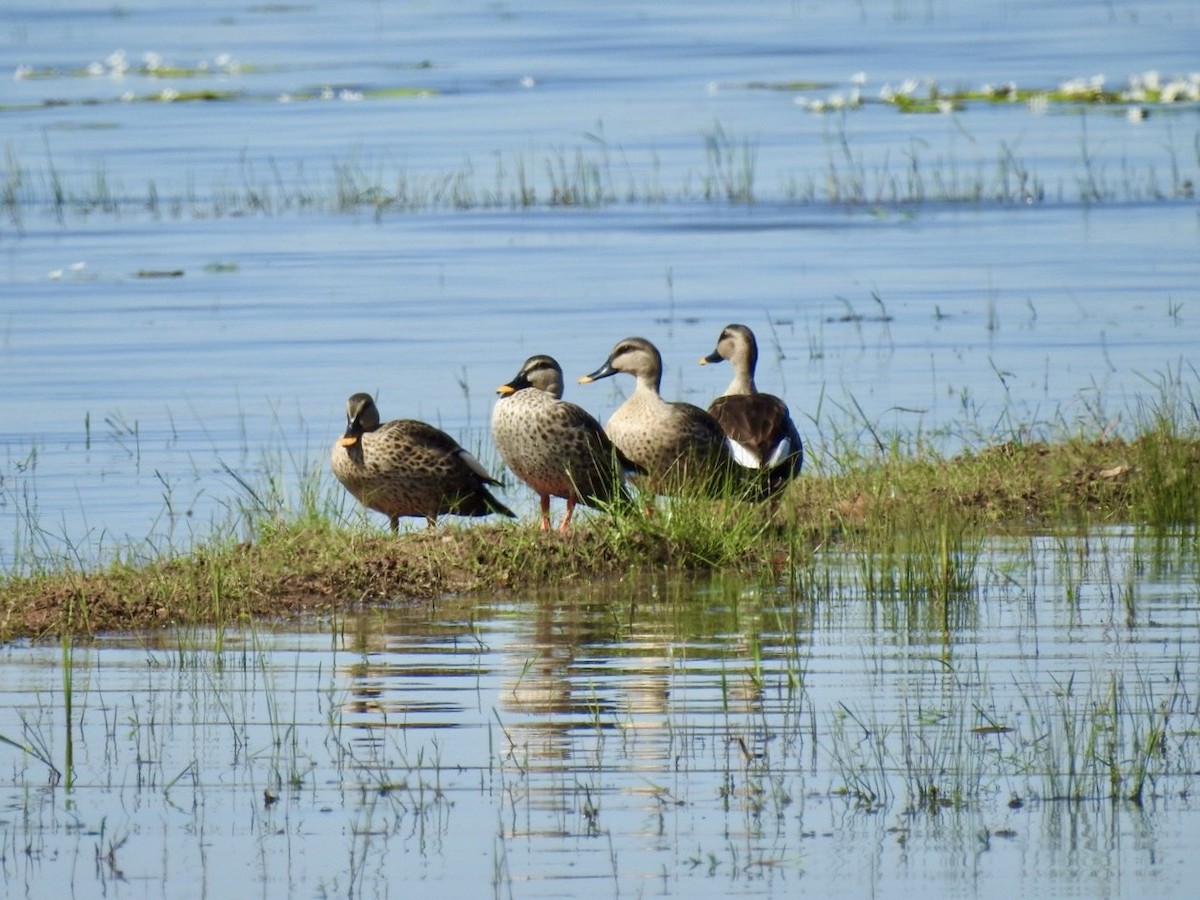 アカボシカルガモ - ML645494983