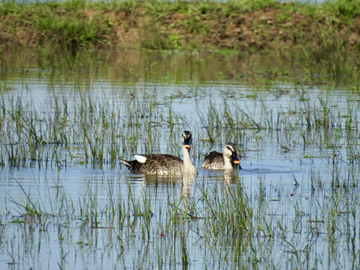 アカボシカルガモ - ML645494984