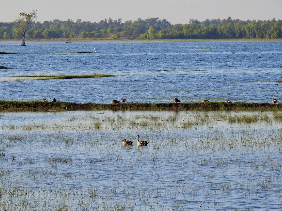 アカボシカルガモ - ML645494985