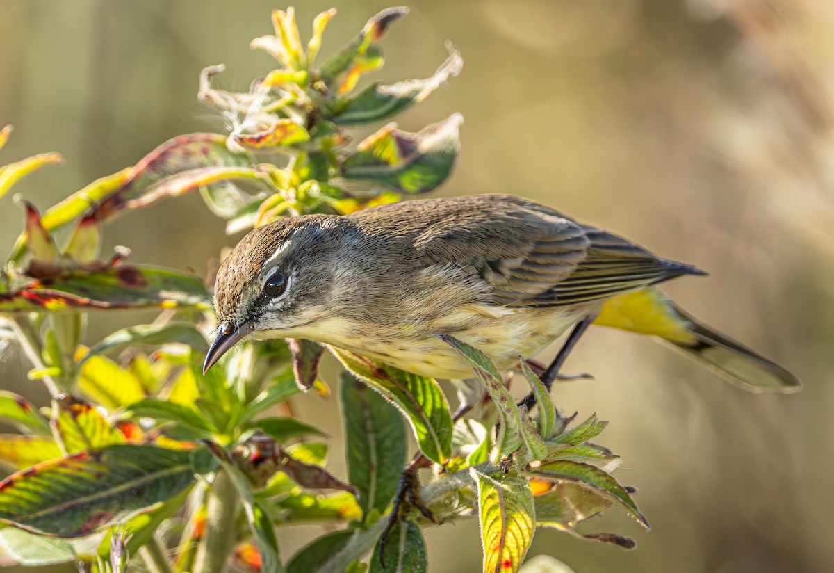 ヤシアメリカムシクイ - ML645494986