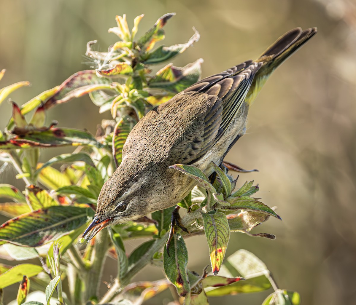 ヤシアメリカムシクイ - ML645494987