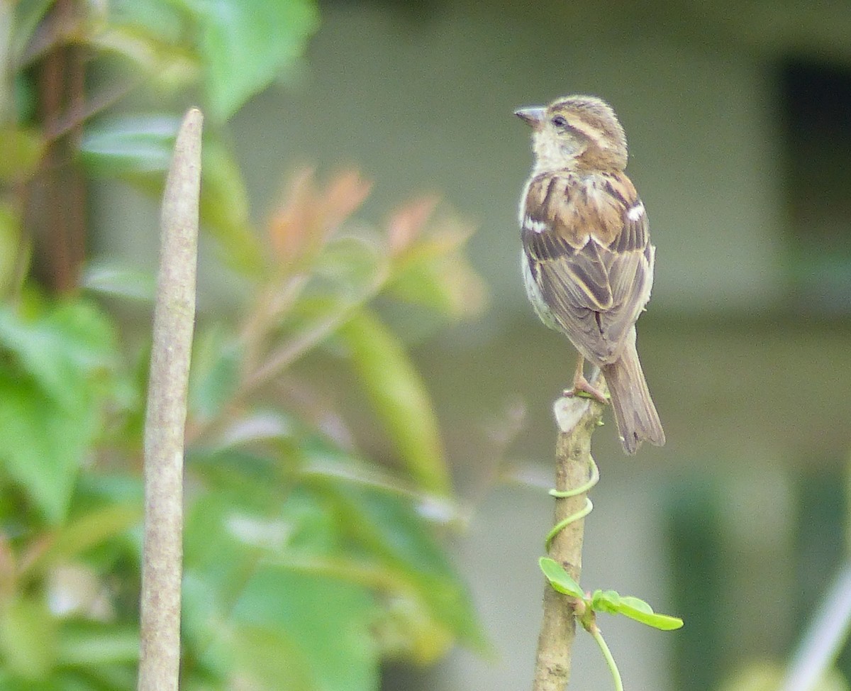 ニュウナイスズメ - ML645494988