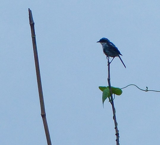 ヤマザキヒタキ - ML645494996