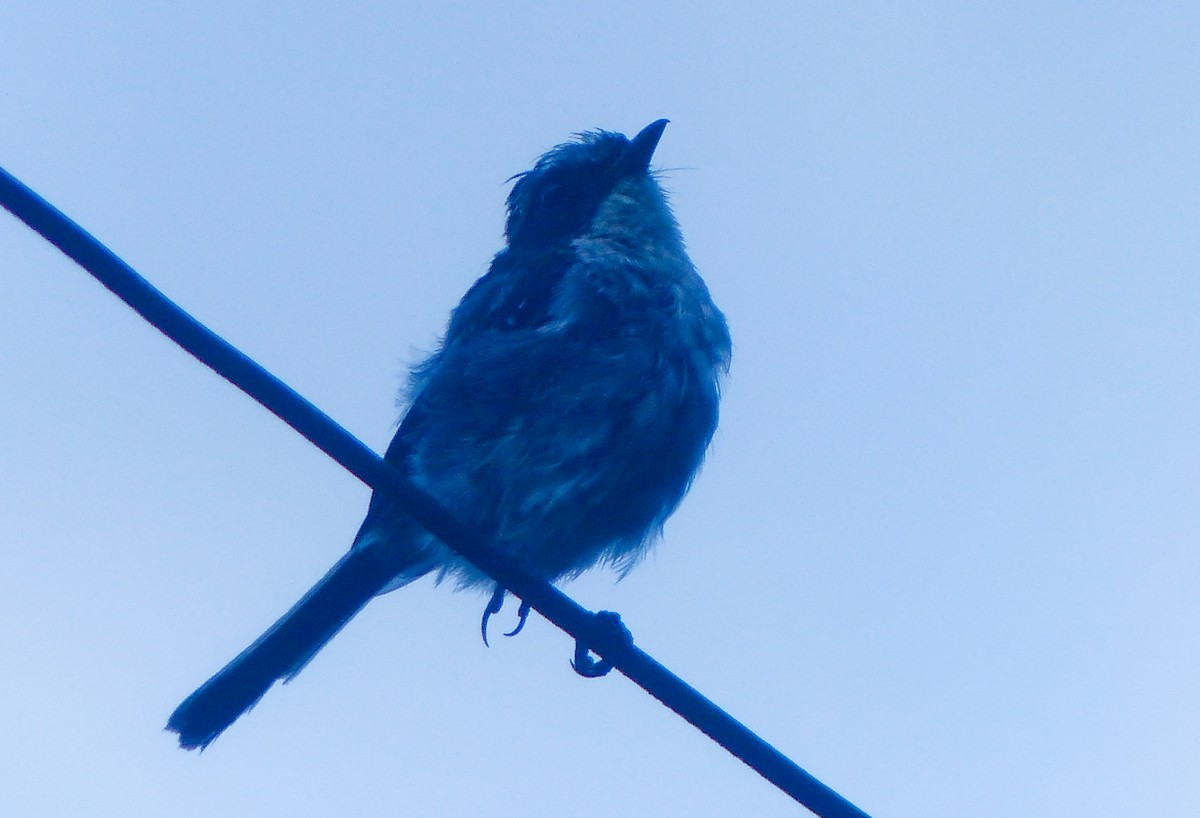 ヤマザキヒタキ - ML645494997