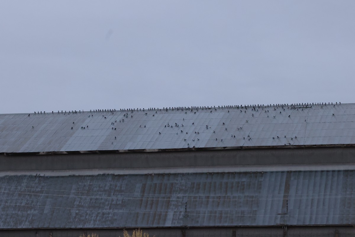 カワラバト（ドバト、家畜型） - ML645494999