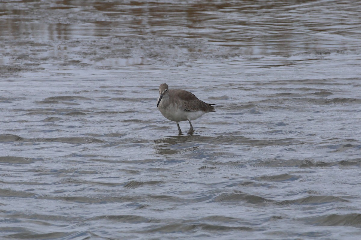 ハジロオオシギ - ML645495000