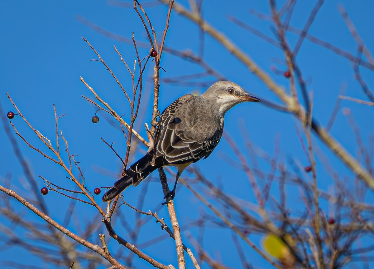 エンビタイランチョウ - ML645495001