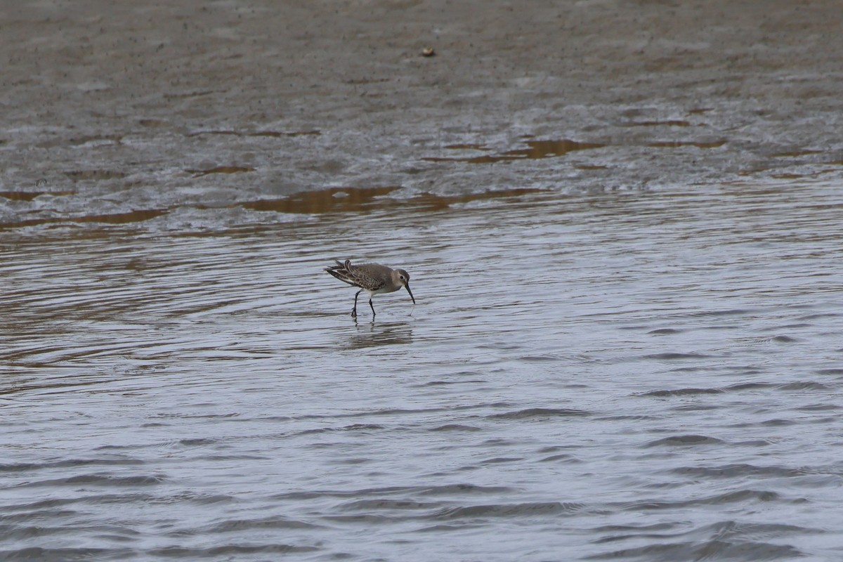 ハマシギ - ML645495002