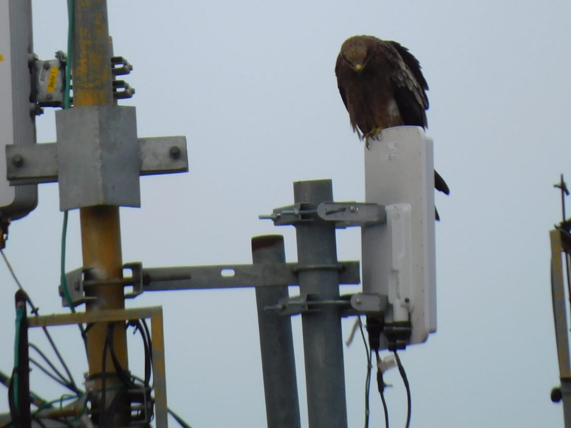 トビ - ML645495004