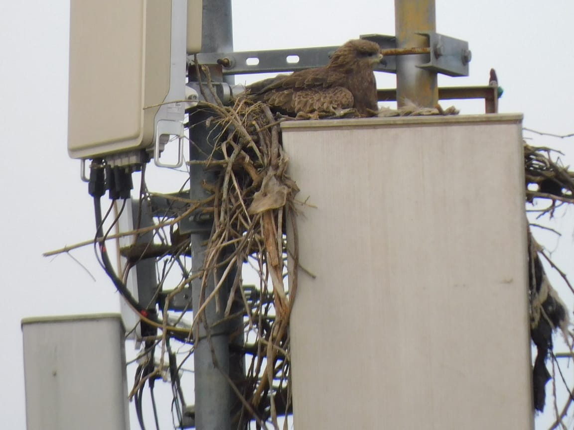 トビ - ML645495005