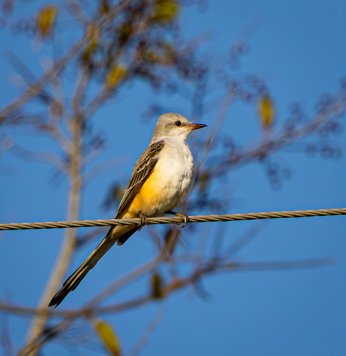 エンビタイランチョウ - ML645495006