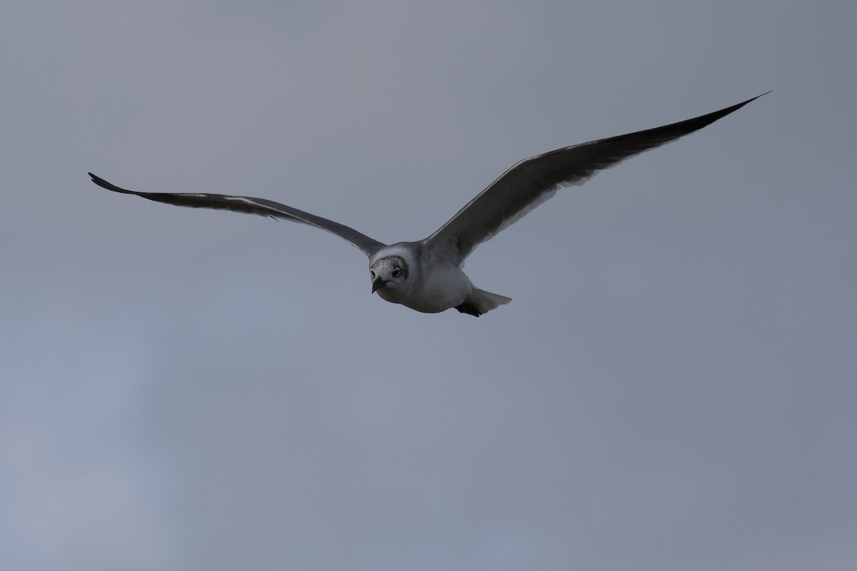 ワライカモメ - ML645495009