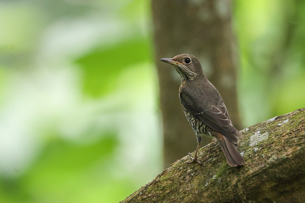 Blue-capped Rock-Thrush - ML645495020