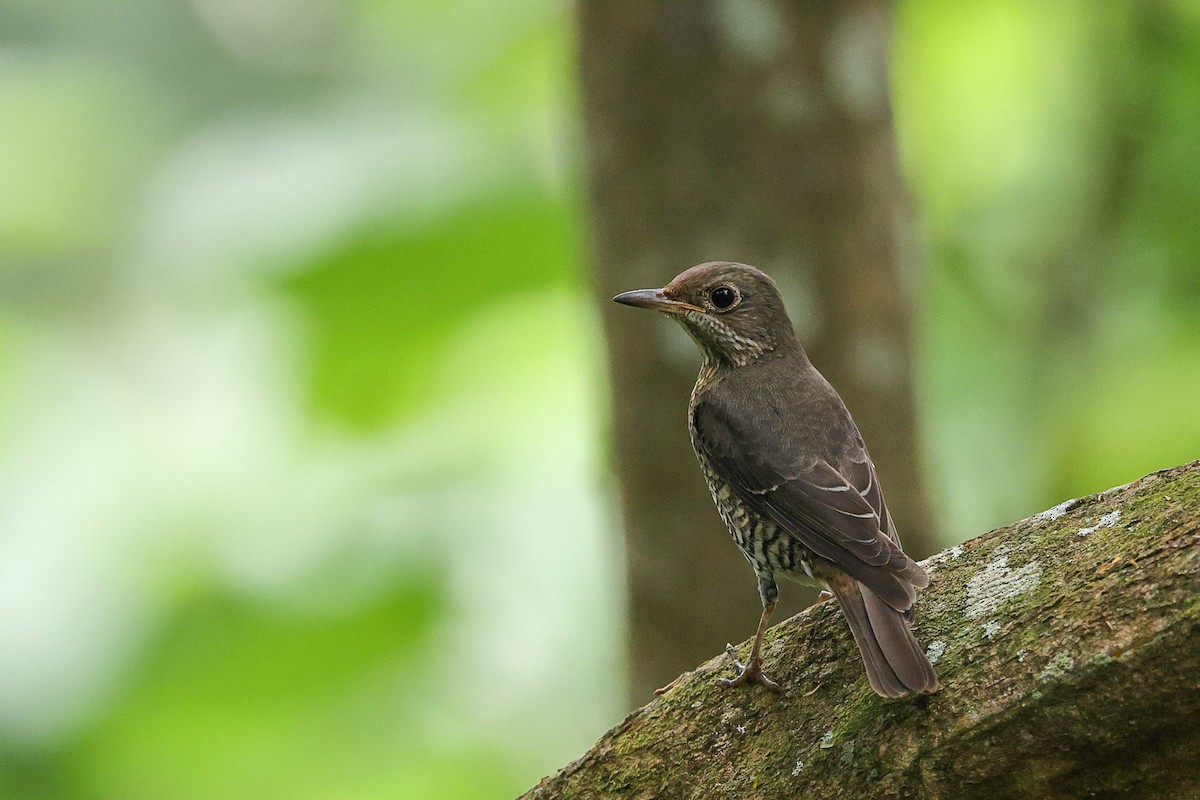 Blue-capped Rock-Thrush - ML645495021