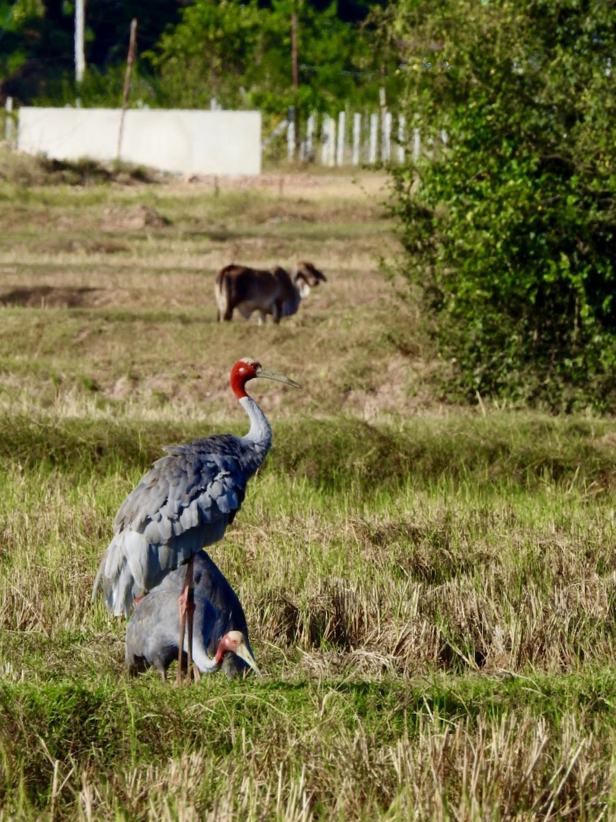 Индийский журавль - ML645495035