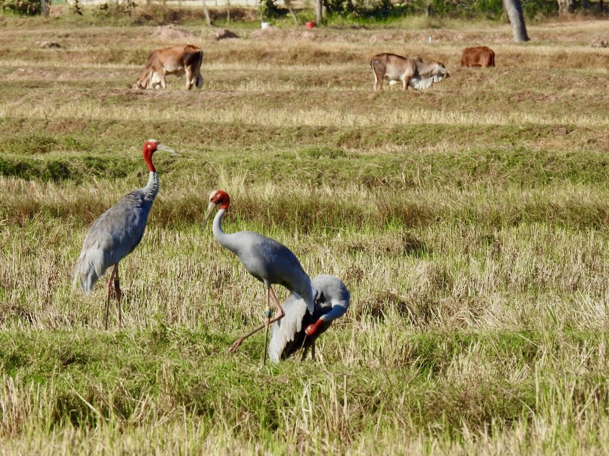 Индийский журавль - ML645495036