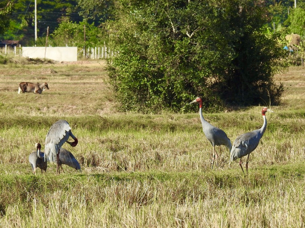 Индийский журавль - ML645495037