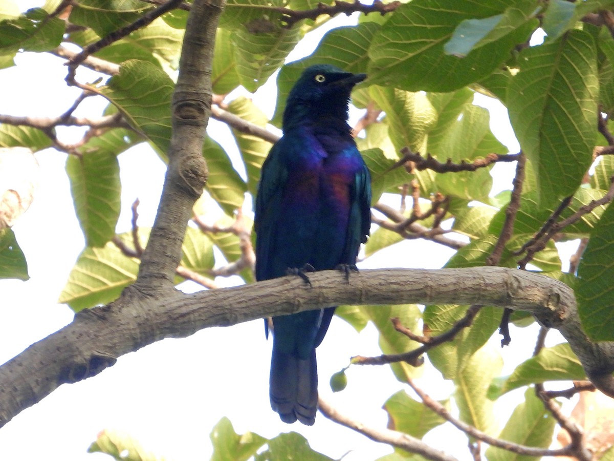 Великолепный спрео - ML645495038