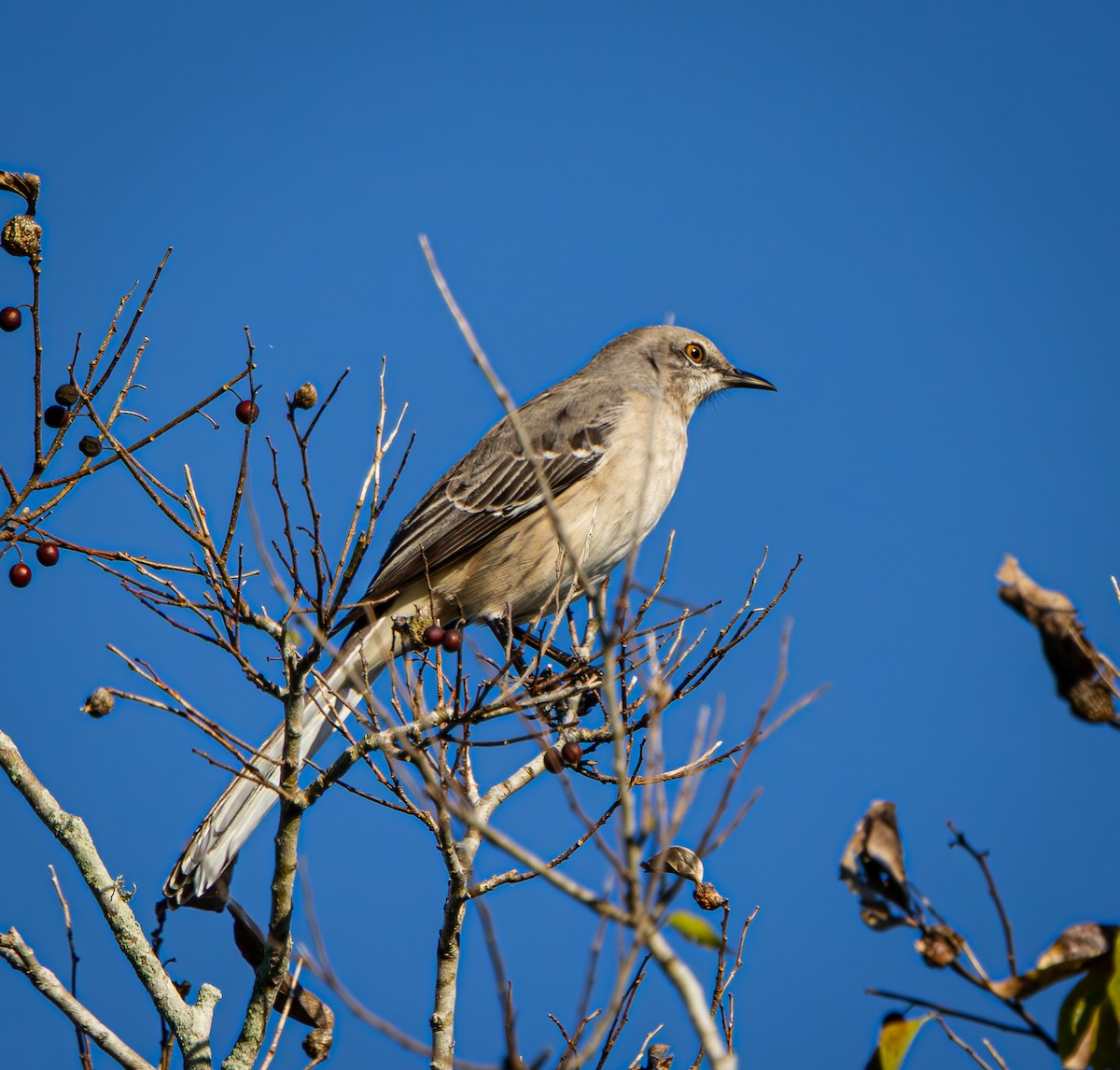 Многоголосый пересмешник - ML645495039