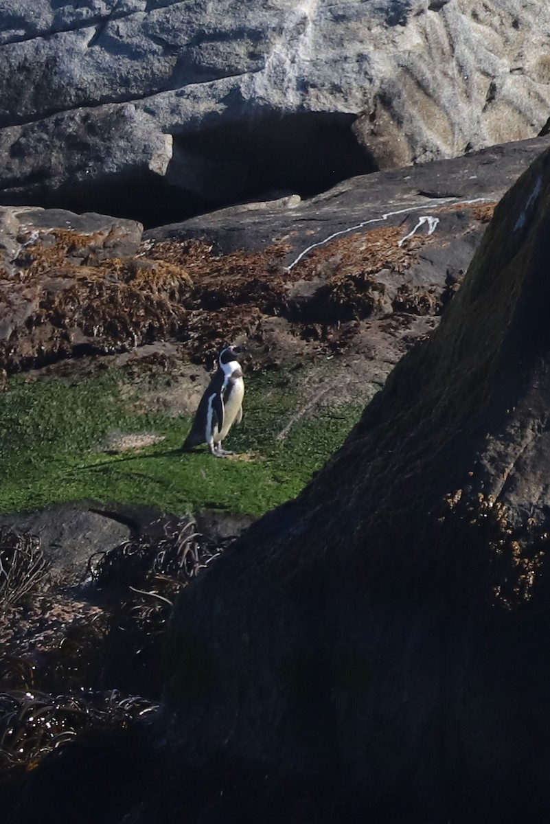 Гумбольдтов пингвин - ML645495042