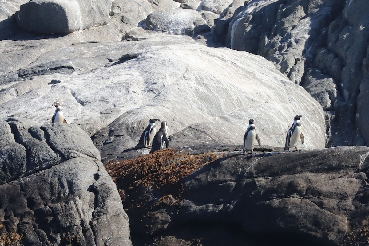 Гумбольдтов пингвин - ML645495043