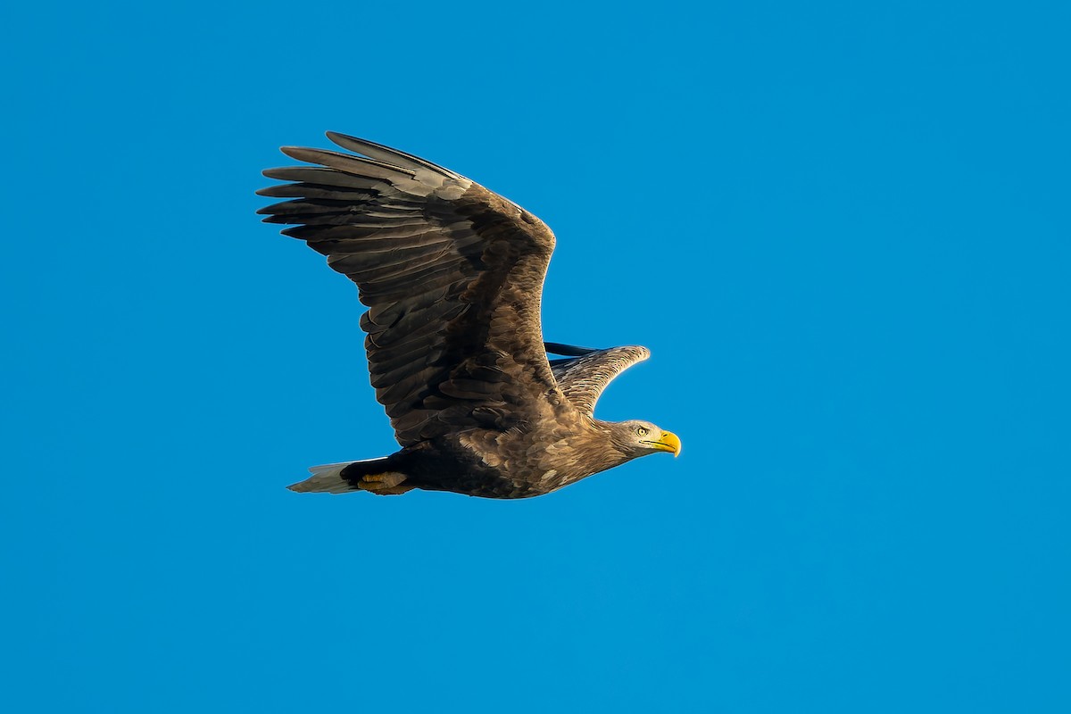 Орлан-белохвост - ML645495047