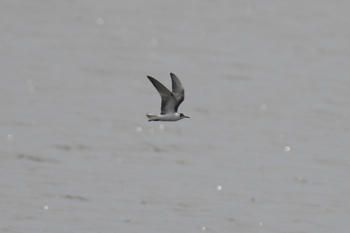 Белокрылая крачка - ML645495048