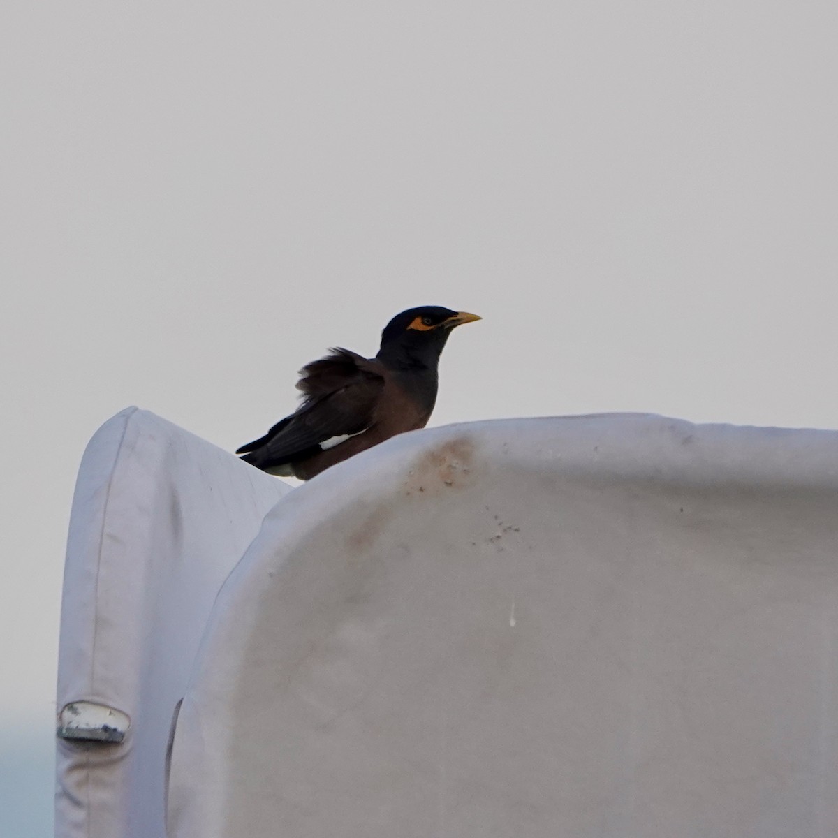 Майна - ML645495049