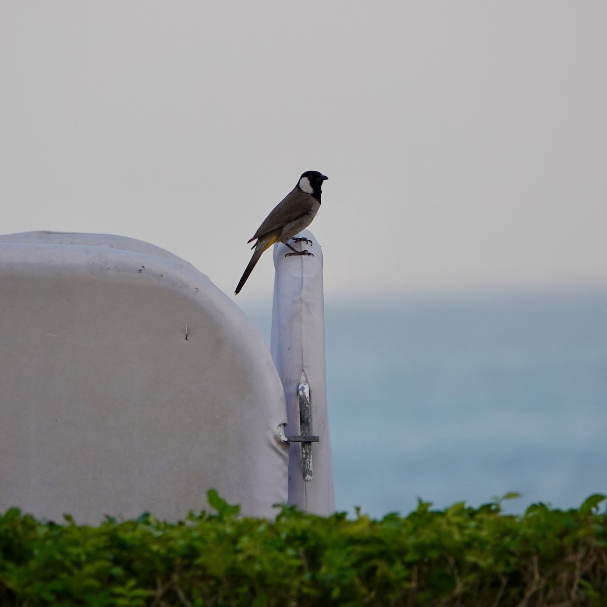 Белоухий бюльбюль - ML645495051