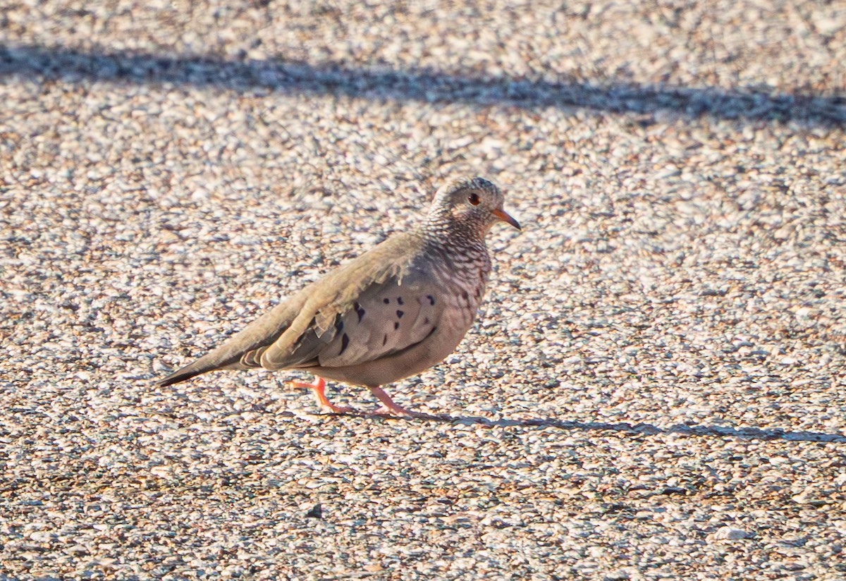 Воробьиная земляная горлица - ML645495054