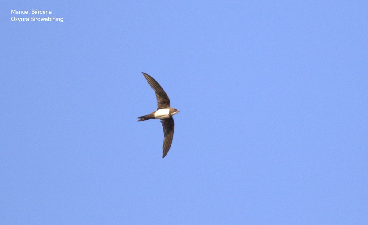 Белобрюхий стриж - ML645495058